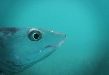 Belize - Bonefish