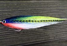 Fly for Striper by Jack Denny | Fly dreamers 
