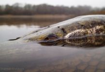 Paul Sharman 's Fly-fishing Picture of a Pike | Fly dreamers 