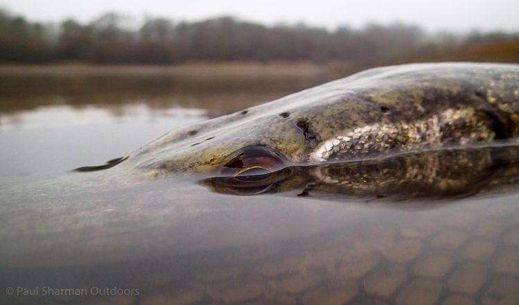A winter pike on a misty day in England.