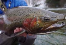 Scott Grassi 's Fly-fishing Picture of a Steelhead | Fly dreamers 