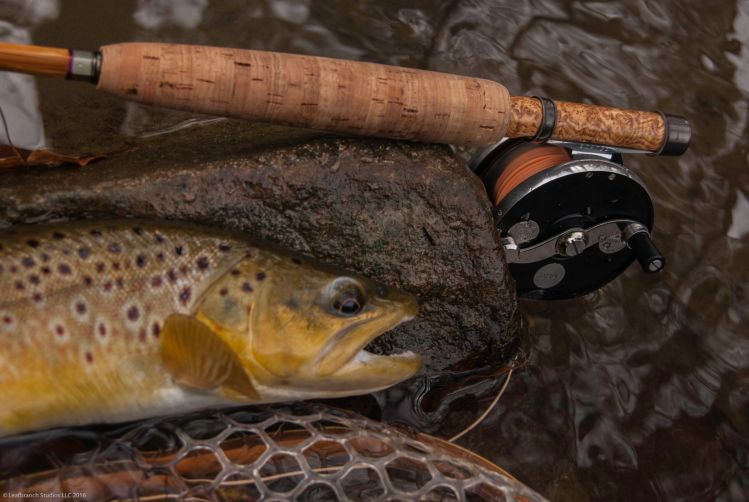 Bamboo, Brown Trout