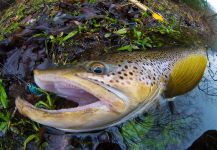 Kevin Feenstra 's Fly-fishing Image of a brown trout | Fly dreamers 
