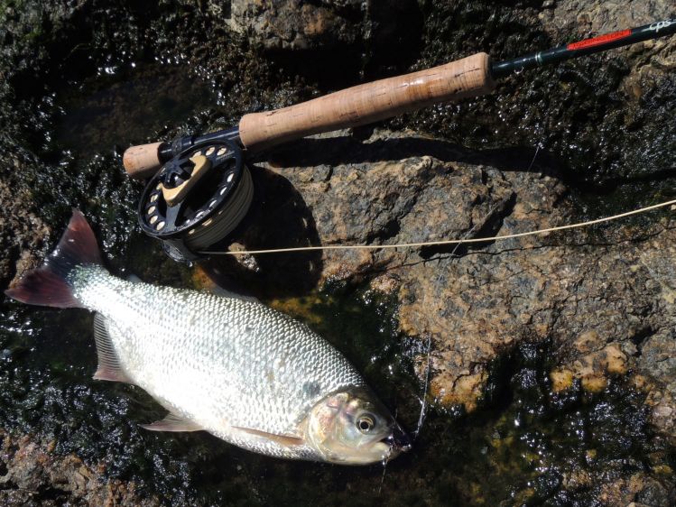 Pirá pitá rioplatence,pescando carpas en Montevideo