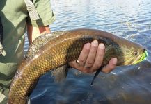  Foto de Pesca con Mosca de Tararira por Sergio Caravetta | Fly dreamers 