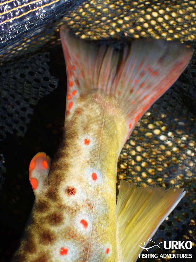 Brown trout from Radovna river - adipose fin and tail