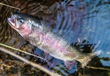 Rusty Lofgren 's Fly-fishing Photo of a Rainbow trout | Fly dreamers 