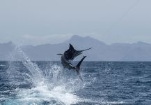 Imagen de Pesca con Mosca de Marlin Azul por Sam Macleod | Fly dreamers