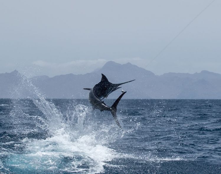 Cape Verde - One of the worlds top Marlin fishing destinations 