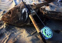 Fly-fishing Image of BluefinTuna shared by The Lucky Flyfisher | Fly dreamers