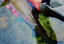 The Lucky Flyfisher 's Fly-fishing Pic of a Grayling | Fly dreamers 