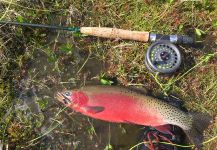 Branden Hummel 's Fly-fishing Catch of a Lahontan cutthroat trout | Fly dreamers 