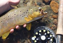 Yosemite Outfitters 's Fly-fishing Pic of a Brownie | Fly dreamers 
