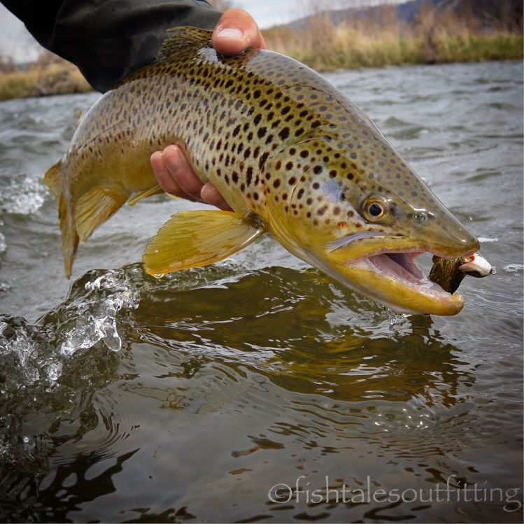 More buttery #browntrout goodness! #flyfishing #madisonriver #madisonriverflyfishing #salmotrutta #streamereater #dropjawflies #winstonrods #fishtalesoutfitting #fishtalesoutfittingguideservice