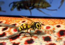  Fotografía de atado de moscas para Trucha arcoiris por Rodo Radic | Fly dreamers 