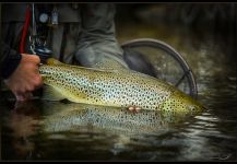 Fly-fishing Photo of English trout shared by Micke Sash-Up Anderson | Fly dreamers 