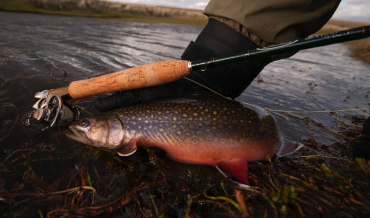 whats your favorite dry fly for brook trout fishing?