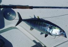 Fly-fishing Photo of Tuna Mac shared by David Bullard | Fly dreamers 