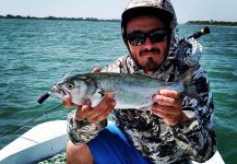 The Lucky Flyfisher 's Fly-fishing Pic of a Bluefish - Tailor - Shad | Fly dreamers 