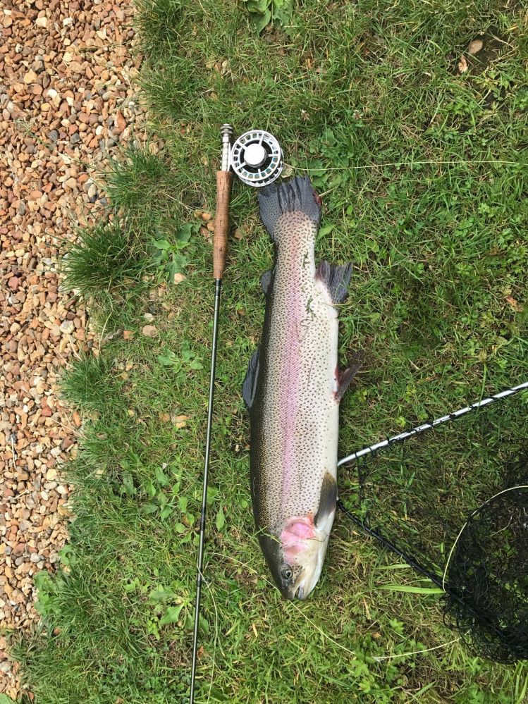 Rainbow trout 8.5lbd