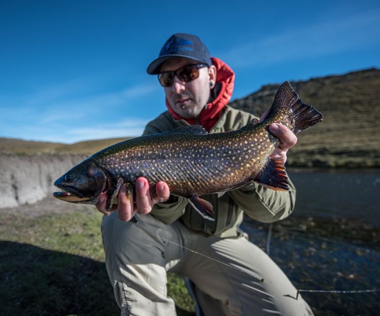 One of those pretty brookies of south Patagonia, Route of the Spring Creeks