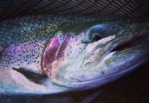 Japanese Rainbow trout.