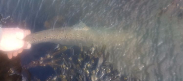 The're coming home..Sea-Trout in Wexford after the rain.