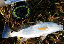 Fly-fishing Picture of Redfish shared by David Bullard | Fly dreamers