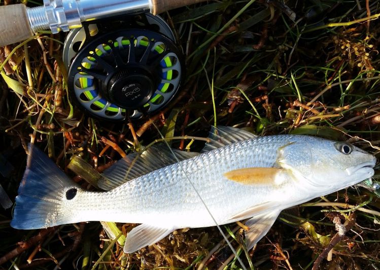 Maybe may fave fish of the morn...albeit lil fella...my first redfish from the beach...quite a nice surprise. Mullet run full on..very grateful for the action and lots of laughs with friends