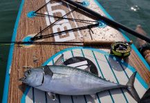 Chanan Chansrisuriyawong 's Fly-fishing Picture of a False Albacore - Little Tunny | Fly dreamers 