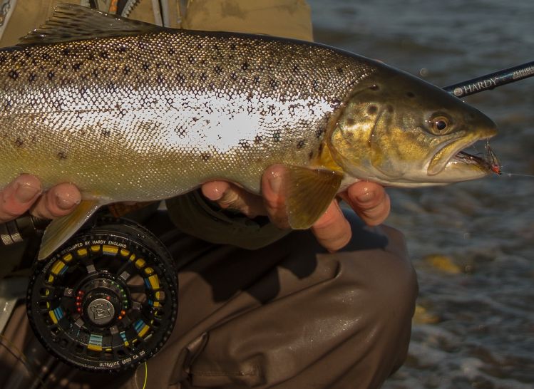 An autumn searun brown trout lured in calm clear waters 