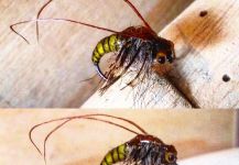  Foto de Atado de moscas para Trucha arcoiris compartida por Leonardo Calderon | Fly dreamers