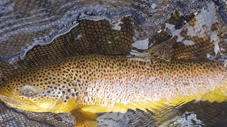 Brown Trout fishing in Iceland