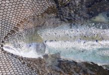 Kristinn Ingolfsson 's Fly-fishing Picture of a Smolt | Fly dreamers 