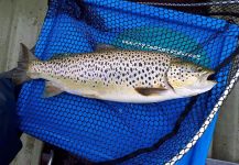 Kevin Sheridan 's Fly-fishing Catch of a European brown trout | Fly dreamers 