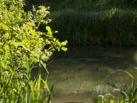 Fly fishing picture