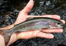 Fly-fishing Picture of Rainbow trout shared by Rafael Arruda | Fly dreamers