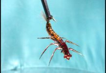  Mira esta foto de atado de moscas de Mike Van Den Bogert | Fly dreamers