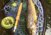 Brittany rivers wild brown trout, off the beaten track 