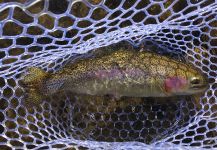 D.R. Brown 's Fly-fishing Picture of a Rainbow trout | Fly dreamers 