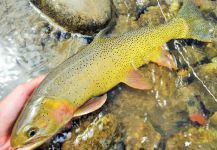 Fly-fishing Image of Coastal cutthroat shared by BERNET Valentin | Fly dreamers