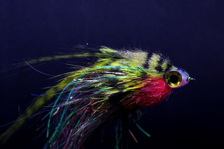Pike fly or musky fly. Designed to imitate a perch. 