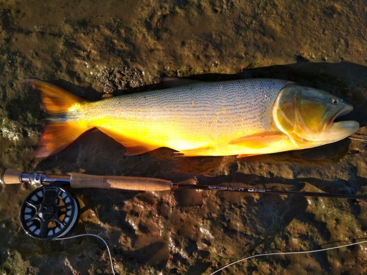Dorado de 61 cm pescado en el RDP a pez visto...