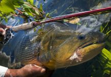  Captura de Pesca con Mosca de Dorado por Ocellus Fishing | Fly dreamers