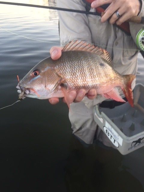 They rare mutton snapper on fly...new critter fly he found enticing. My best on the 5wt so far..