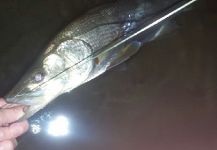  Fotografía de Pesca con Mosca de Snook - Róbalo compartida por David Bullard | Fly dreamers
