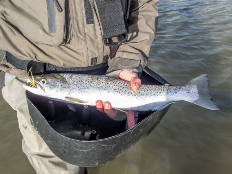 Sea-Trout on the Wexford coast