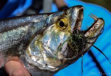 Ale Nocetti 's Fly-fishing Catch of a Raphiodon vulpinus | Fly dreamers 