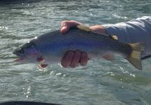 D.R. Brown 's Fly-fishing Photo of a Rainbow trout | Fly dreamers 