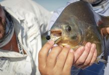 Fly-fishing Pic of Pacu shared by Vittorio Botta | Fly dreamers 